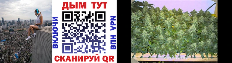 купить   Сковородино  Конопля SATIVA & INDICA 